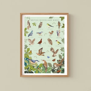 Stampa di uccelli del bosco, poster della guida naturalistica britannica, decorazione murale con uccelli, regalo per lei