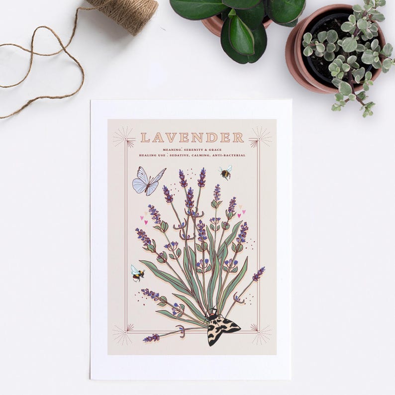 Lavender Wall Art Print, Flower Meaning Illustration Print Etsy