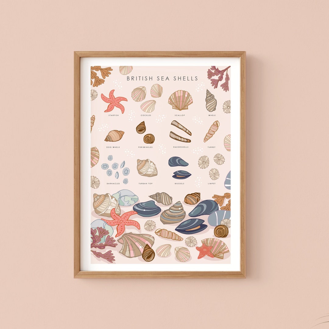 British Sea Shells Art Print: Coastal Nature Poster - Etsy