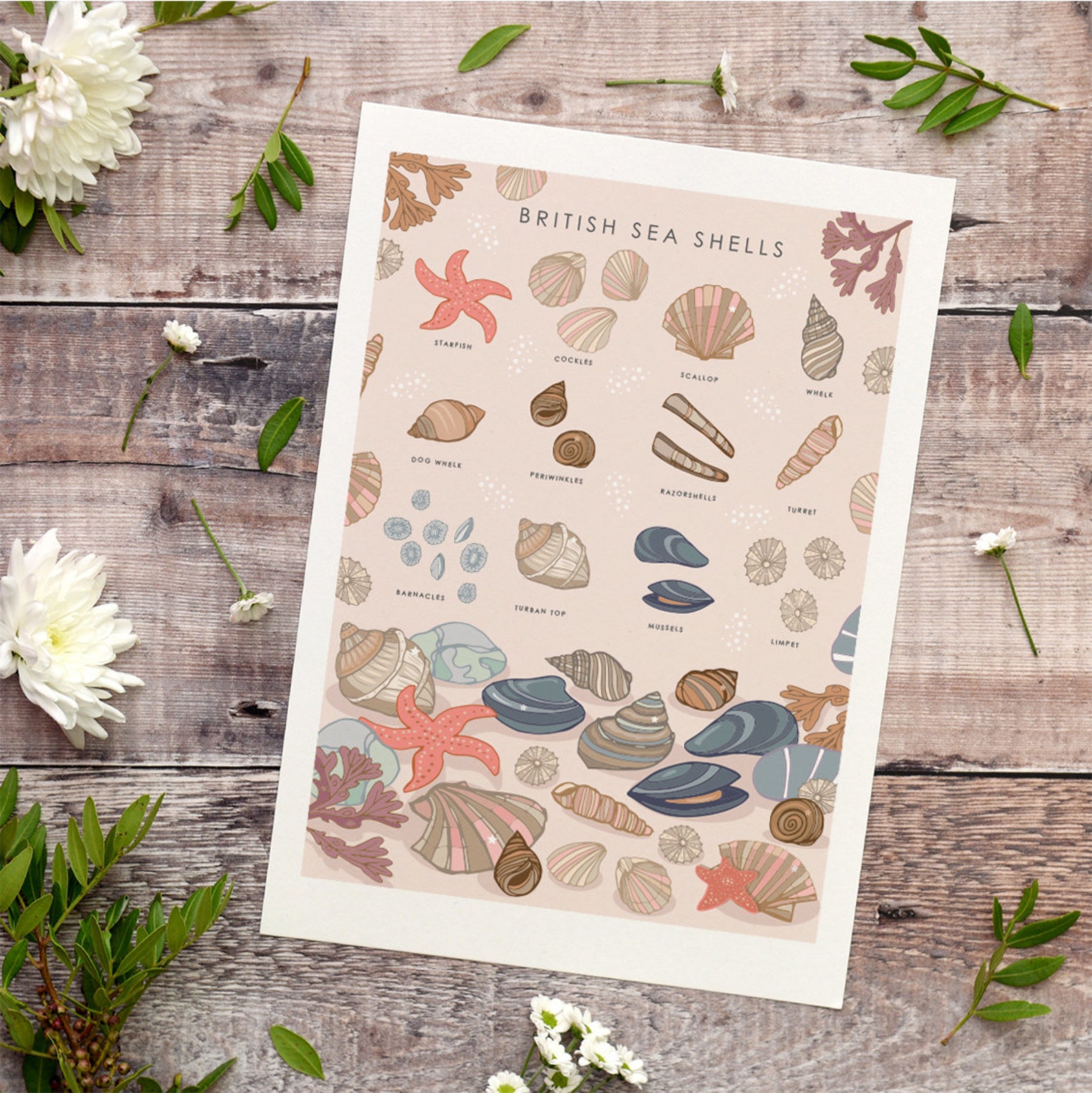 British Sea Shells Art Print: Coastal Nature Poster - Etsy