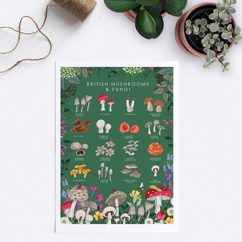 Cartel de setas y hongos, arte botánico de la pared, impresión de guía de la naturaleza, cartel de observadores de vida silvestre imagen 5