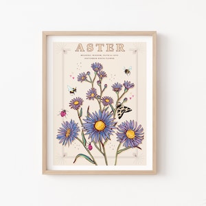 Aster Wall Art Print, September Birth Flower Illustration Print