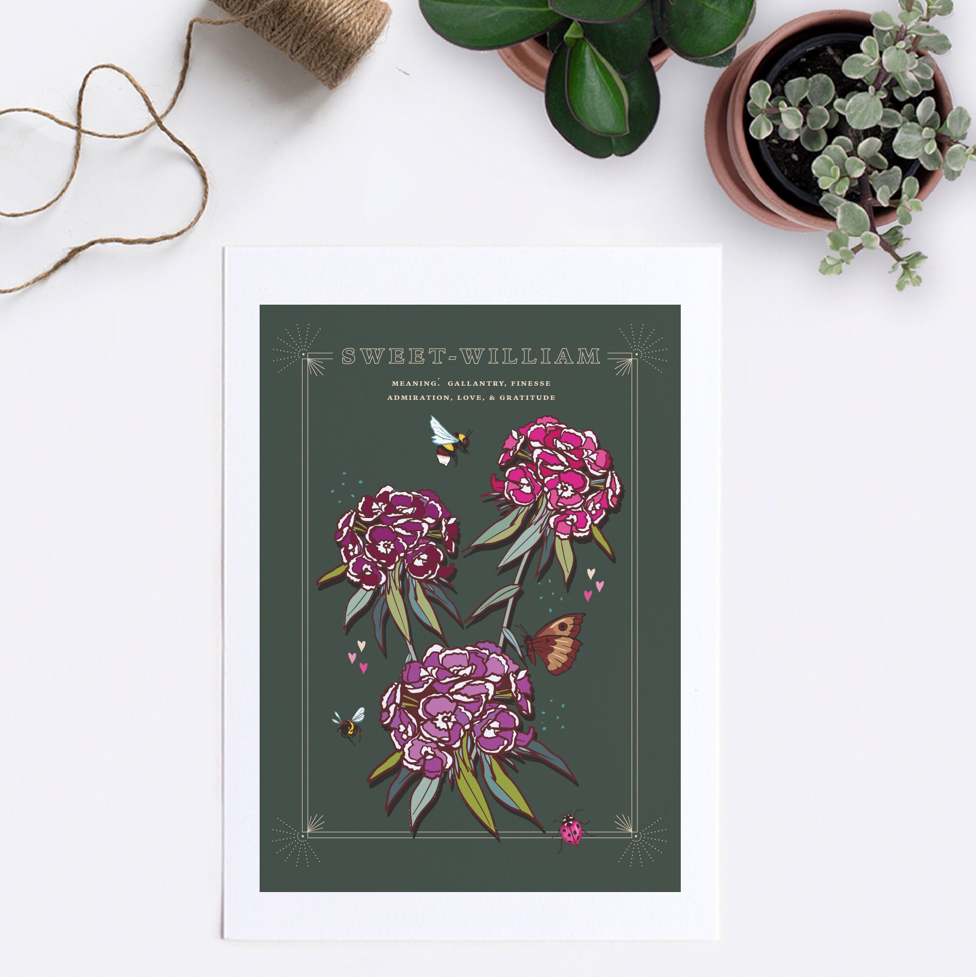 Sweet William Wall Art Print, Flower Meaning Illustration Print - Etsy