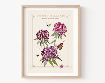 Sweet William Wall Art Print, Flower Meaning Illustration Print