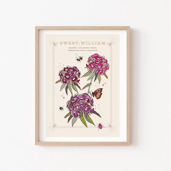 sweetwilliam ArteFrasco 唾奇、anpyo Sweet William Wall Art Print, Flower Meaning Illustration Print - Etsy