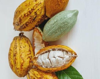 Fresh Cacao Pods & Raw Cacao Beans Organic Theobroma Cacao Fruit Edible Craft Decor Farm Fresh Heirloom Chocolate Ingredient Cocoa Seeds