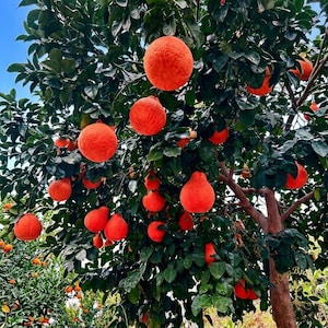 May include: A tree laden with vibrant orange fruit, resembling large, textured oranges, hangs from green leafy branches. The fruit is round and pear-shaped, with a rough exterior. The tree is set against a clear blue sky.