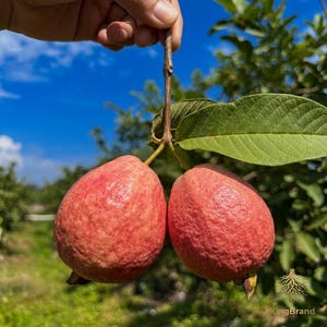 May include: Two ripe, red guavas hanging from a branch with green leaves. The guavas have a textured skin and are held by a hand against a backdrop of a blue sky and green foliage. The image is branded with the text "KingBrand".