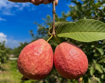 Live Pink Guava Tree Plant - Sweet Ruby Supreme Red Guava Seedling | Exotic Tropical Fruit Tree for Home Garden