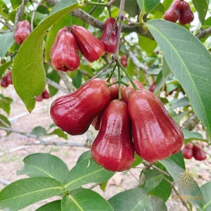 Live Wax Apple Tree Seedling | Rare Tropical Fruit Plant | Sweet Java Apple Starter Plant | Exotic Garden Fruit Tree