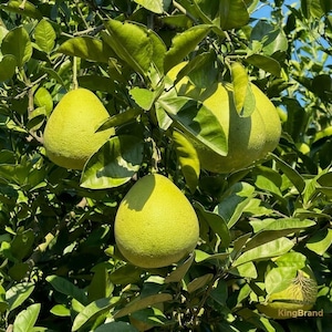 May include: A close-up shot of a tree branch laden with large, green pomelos. The pomelos have a textured surface and are surrounded by lush green leaves. The image is well-lit, showcasing the natural colors and details of the fruit and foliage.