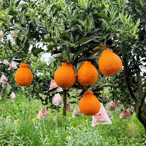 May include: A tree laden with ripe, orange citrus fruit, possibly a variety of mandarin orange or tangelo. The fruit hangs from branches with green leaves, some wrapped in protective paper. The scene is set in a lush, green orchard.