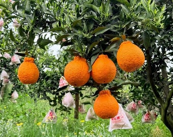 Grafted Dekopon Mandarin Orange Tree Sapling – Sweet Seedless Citrus Plant