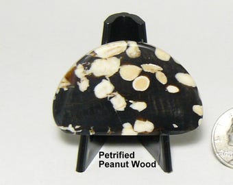 Rare Polished Peanut Wood Slab: Petrified Driftwood, Prefinished Lapidary Stone (25168)
