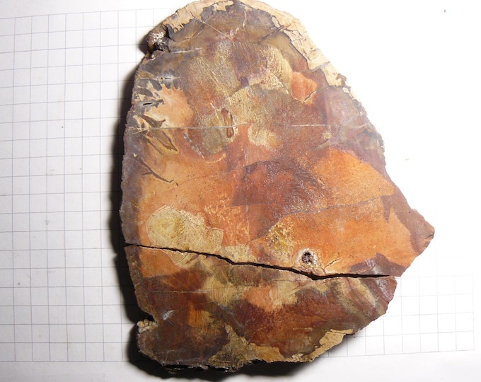 Ancient  petrified wood, colorful mixed colors, 2 bud scars on the back, origin unknown, probably USA or Madagascar. Free shipping (S33032)