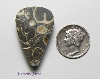 Turritella agate (Elimia Agate) preformed sanded and polished,. natural, Origin: Mid West  (26026)