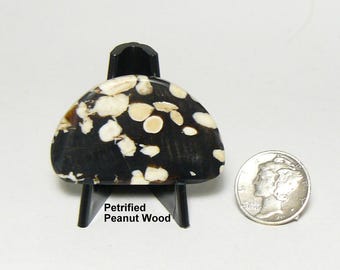 Rare Peanut Wood cabochon, mirror finish, all sides flat, brown and white, mirror finish with 1200 grit, no pits no fractures  (25186)