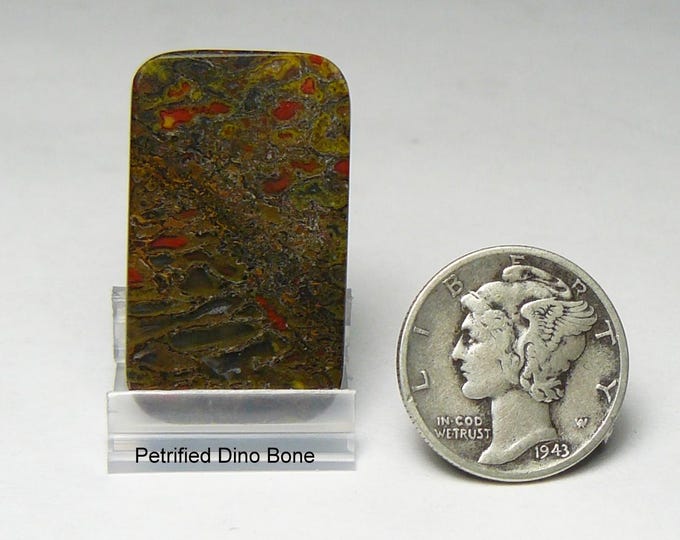 Polished Petrified Dino Bone Slab: Mirror Finish, USA Origin (25177)