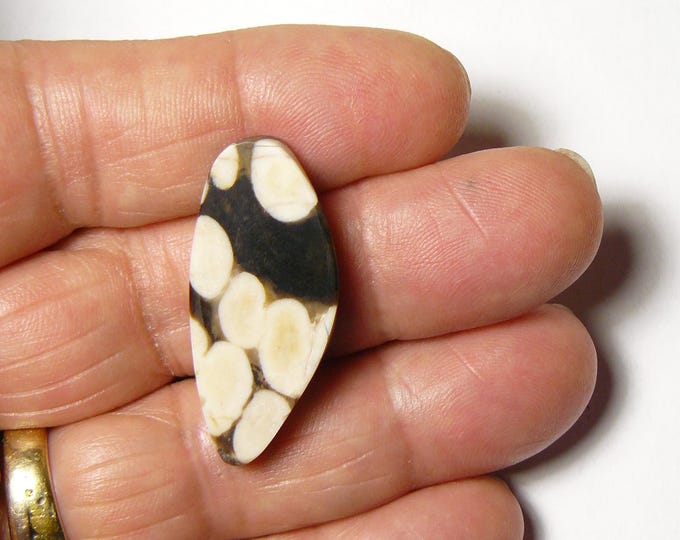 Peanut Wood Lapidary Slab: Smooth Mirror Finish Designer Shape, prefinished (25268)