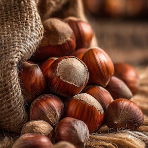 May include: A close-up shot of a burlap sack overflowing with hazelnuts. The nuts are a rich brown color with a lighter tan patch on top. The sack is made of a rough, woven material, and the background is a blurred wooden surface.