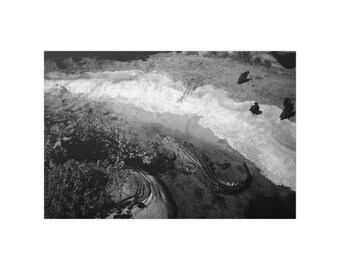 Zentral-Florida Alligator Fine Art Print