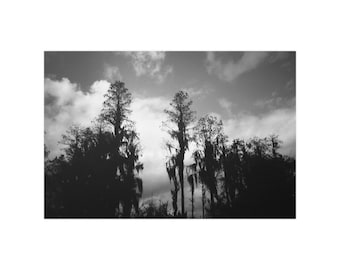 Florida Swamp in Schwarz Weiß Fine Art Print