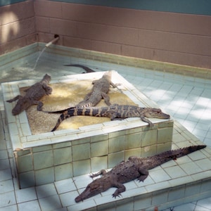Central Florida Alligator Farm Fine Art Print