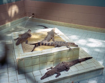 Central Florida Alligator Farm Kunstdruck