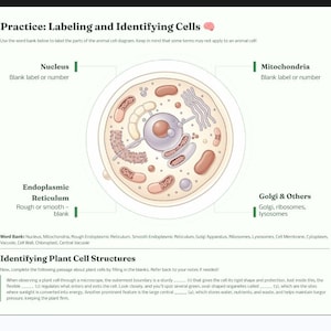 May include: A diagram of an animal cell with labeled parts, including the nucleus, mitochondria, endoplasmic reticulum, and Golgi apparatus. The text reads "Practice: Labeling and Identifying Cells."