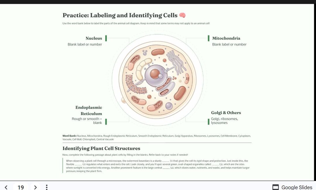 Cell Study Guid Parts of a Cell Study Guide-teas, HESI, Ap Biology, Anatomy &phys, Clep ...