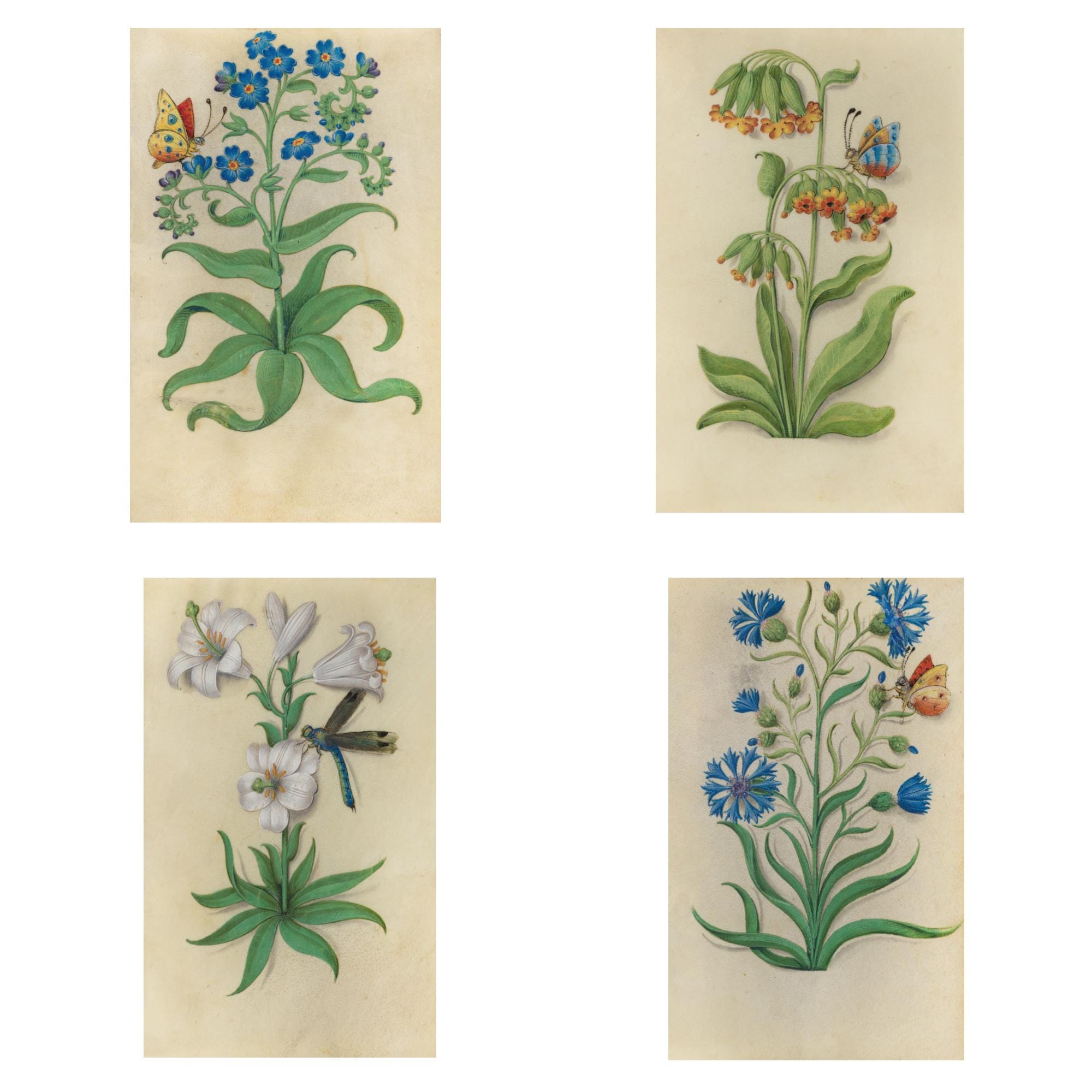 Vintage Botanical Wall Art Set Printable Flower Prints Nature Decor - Etsy