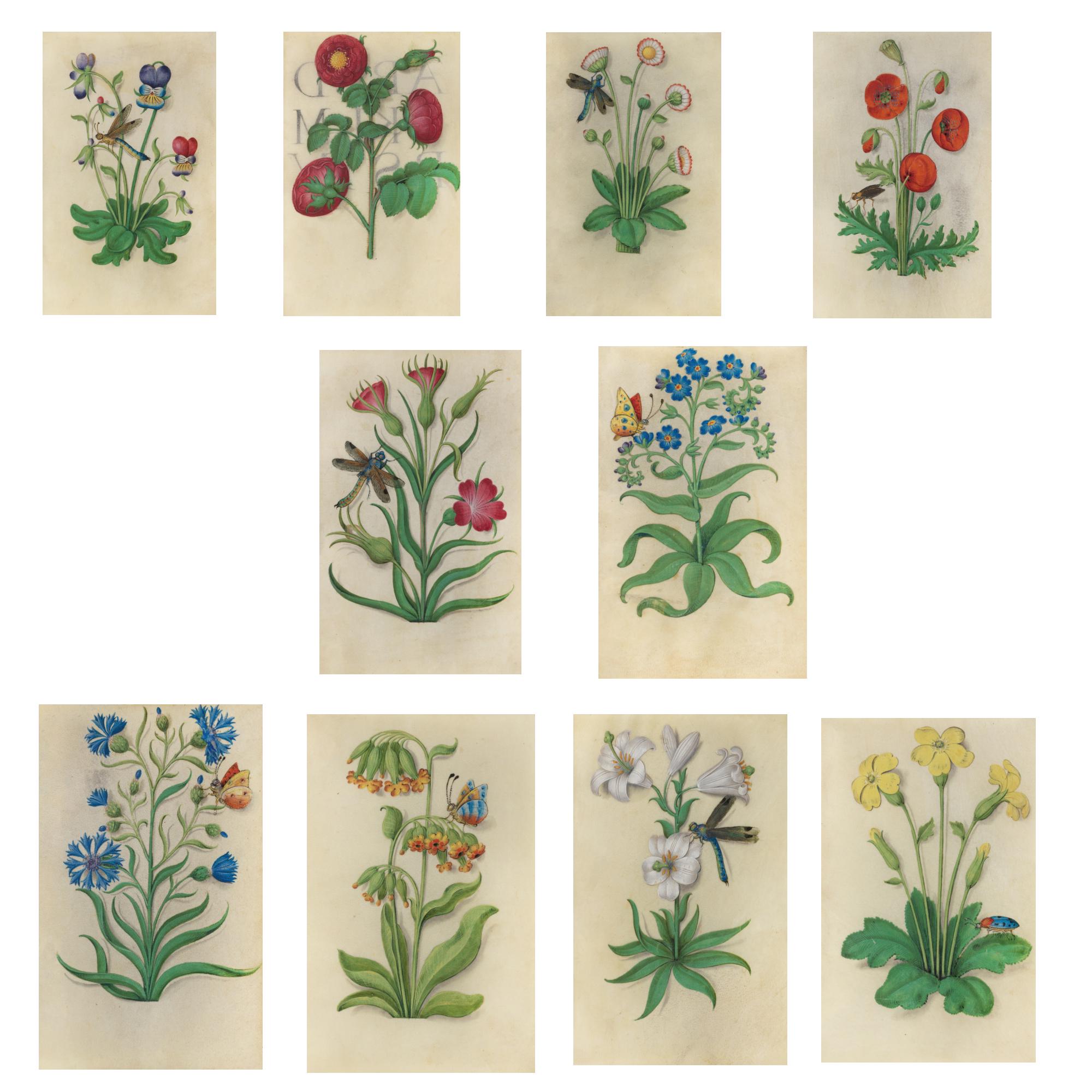 Vintage Botanical Wall Art Set Printable Flower Prints Nature Decor - Etsy