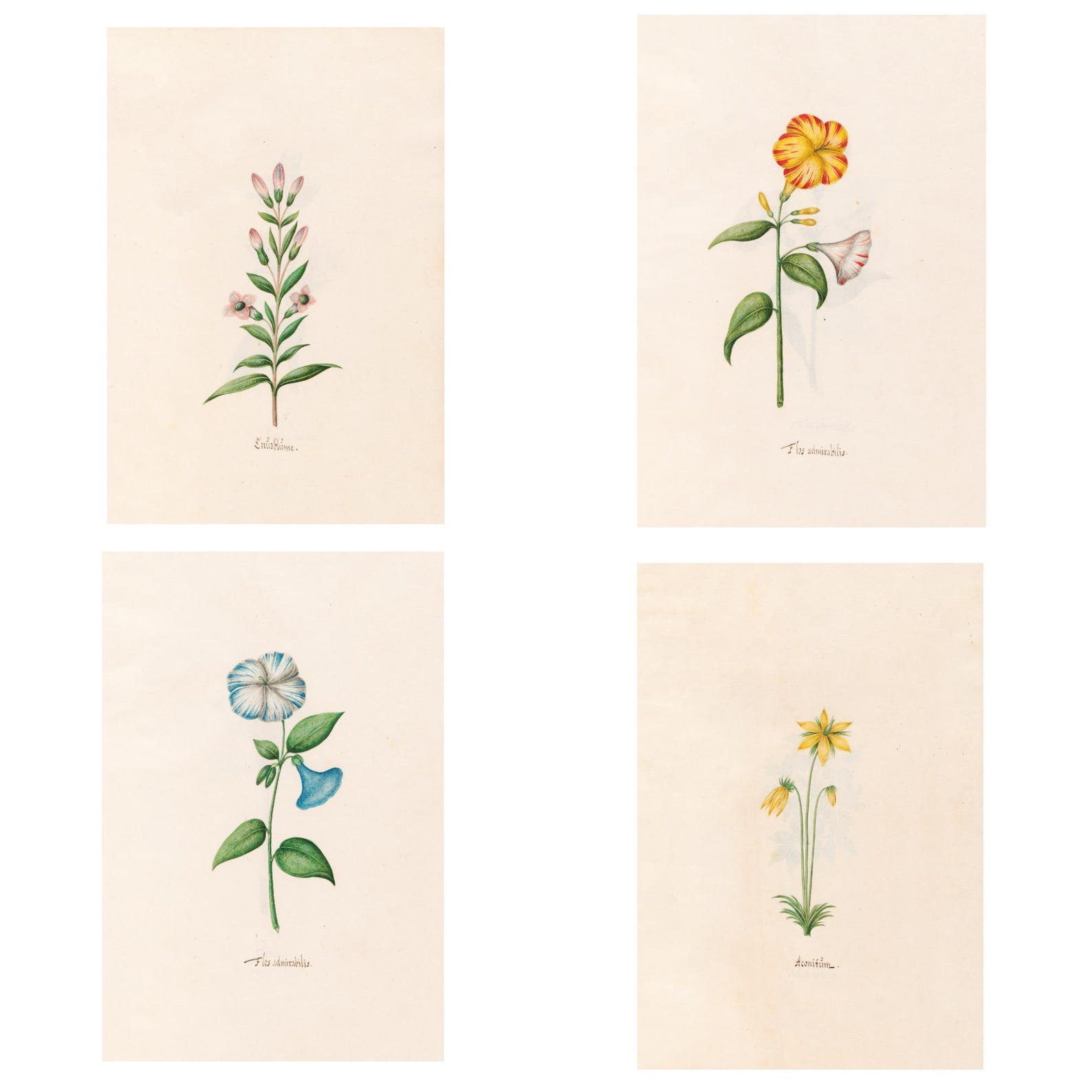 Vintage Botanical Wall Art Set, Printable Flower Prints, Nature Decor ...