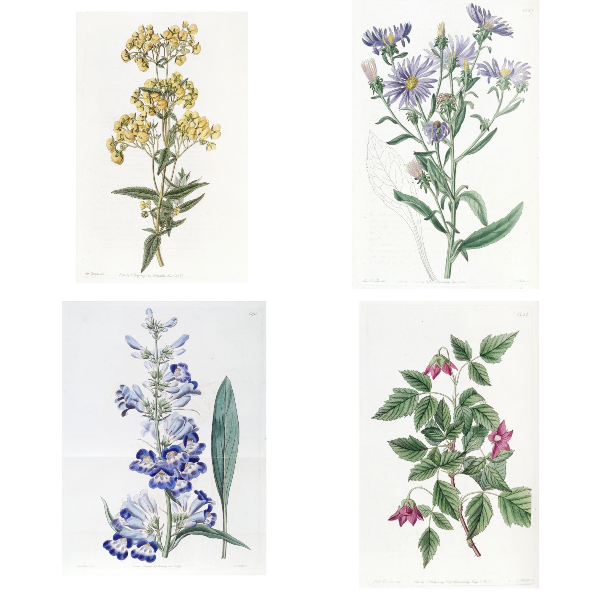 Vintage Botanical Wall Art Set Printable Flower Prints Nature Decor - Etsy