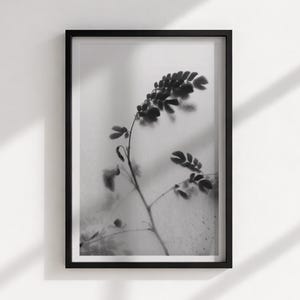 May include: Black and white framed botanical print. The artwork features a detailed depiction of a plant stem with leaves. The image is set against a soft, blurred background, creating a minimalist aesthetic. The frame is black.