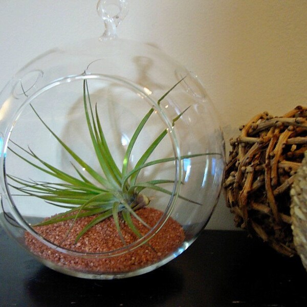 Glass Terrarium with Air Plant and Terra Cotta Sand