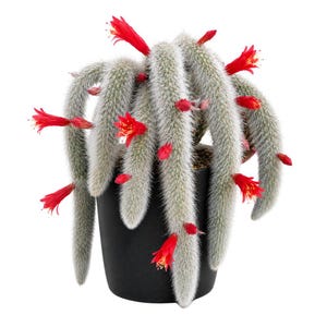 May include: A cascading cactus with long, fuzzy, gray-green stems and vibrant red flowers. The plant is potted in a simple black container. The flowers have yellow centers, adding a pop of color to the overall aesthetic. The plant is a unique addition to any home.