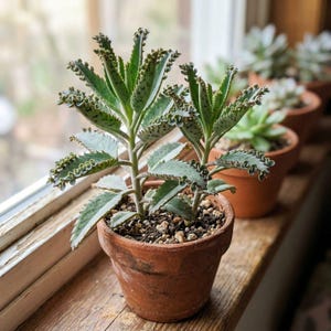 Mother of Pearl Plant - Etsy