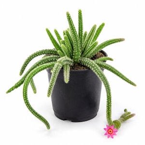 May include: A green peanut cactus with long, slender, spiny stems growing in a black plastic pot. One detached stem lies on the surface next to the pot, featuring a small, vibrant pink flower with a yellow center at its tip.