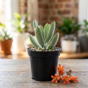 Cotyledon Orbiculata Lady Fingers Live Plant, 4 Inch Pot, Rare Chubby Finger Succulent
