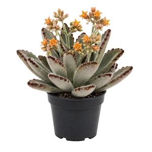 May include: A Kalanchoe tomentosa plant, also known as a panda plant, in a black plastic pot. The succulent has fuzzy, gray-green leaves with brown edges and small orange flowers.