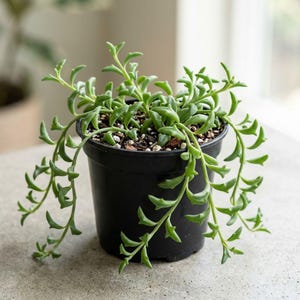 String of Dolphins Plant 4in Pot, Trailing Succulent Houseplant, Easy Indoor Plant Gift