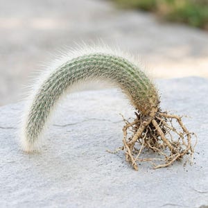 Monkey Tail Cactus 6-10 Inch, Hanging Cactus Plant, Rare Succulent, Easy Indoor Plant Gift