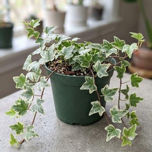 Glacier English Ivy Live Plant, 4 Inch Pot, Variegated Trailing Houseplant