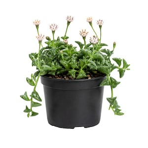 May include: A String of Dolphins succulent plant in a black plastic pot. The plant has green, dolphin-shaped leaves and small white and red flowers on slender stems. The pot is filled with dark soil and sits against a white background.