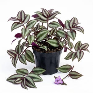 May include: A Tradescantia zebrina plant in a black plastic pot with variegated leaves featuring stripes of silver, green, and deep purple. Two detached stems with leaves and a small three-petaled purple flower are placed in front of the pot.