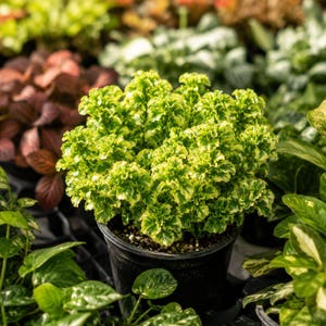 Curly Devil's Backbone Live Plant, Euphorbia in 2.5'' Pot, Variegated Succulent Shrub