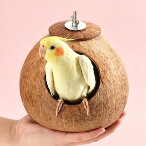 May include: A yellow cockatiel with orange cheek patches sits inside a brown coconut shell birdhouse. The birdhouse has a round opening and a wooden lid with a metal screw for hanging. The background is a solid pink.