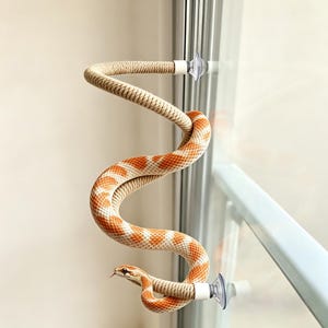Pode incluir: Estrutura de escalada para répteis em forma de cobra-do-milho. A cobra é feita de corda bege e um padrão laranja e branco. É fixada a uma janela com ventosas. A cobra tem uma língua vermelha.