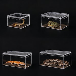 Könnte beinhalten: Vier transparente Acryl-Terrarien mit aufklappbaren Netzdeckeln und Belüftungslöchern. Jedes rechteckige Gehäuse enthält ein anderes Tier: einen gelben Skorpion, einen grün gemusterten Frosch, einen orangefarbenen Gecko und eine braun gemusterte Schlange.